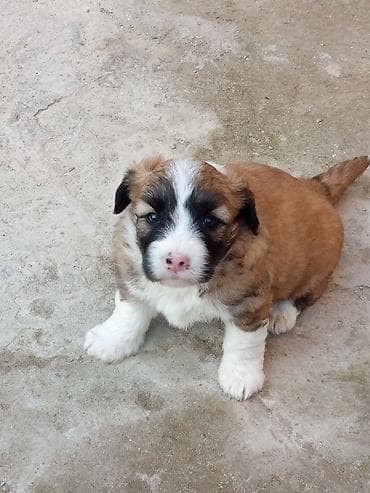 Balıqlar: Peyvəndli — 1