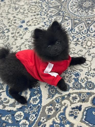 qara avstrolorp: Şpitz — 1