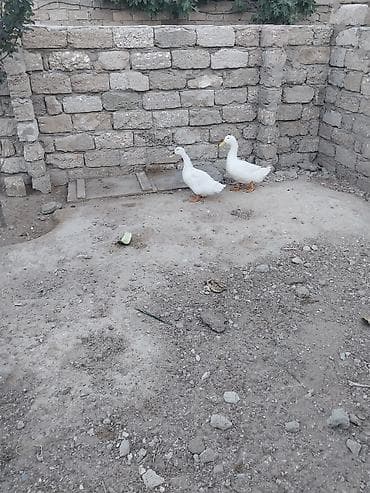 lavanda ördəyi: Pekin ördəkləri satılır.1 cüt — 2