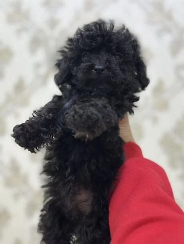 pomerian it: Pudel, 3 ay, Erkek, Sənədli, Ünvandan götürmə, Ödənişli çatdırılma — 2