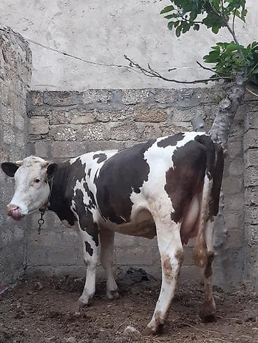 cucə satışı 2023: Birinci qarina ag kirpik 3 aydi dogub mayalandirmisam sudu 12 13 arasi — 2