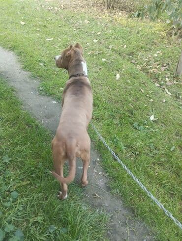 пекинес цена в баку: Питбуль — 3