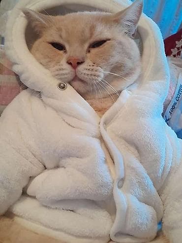 ponço nədir: Ponçikin 3 yaşı var vaxdım yoxdu baxa bilmirəm deyə satıram 1 sunka — 8