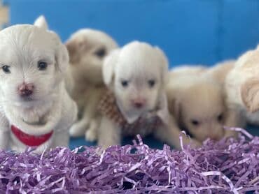 где можно купить собаку мальтипу: 2 ay, Dişi, Ödənişli çatdırılma — 3