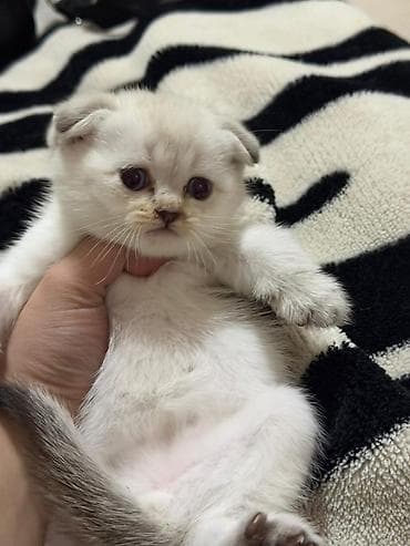 britanski pişik: Şotland yastı qulaq — 4