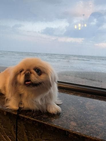 it xaski: Pekines, 1 il, Dişi, Ünvandan götürmə, Pulsuz çatdırılma — 2