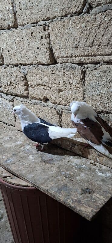 Akvariumlar: Qoşa əbrəş çəp əbrəş quyruq erkəy qızqın super heyvandı mayasıda qara — 5