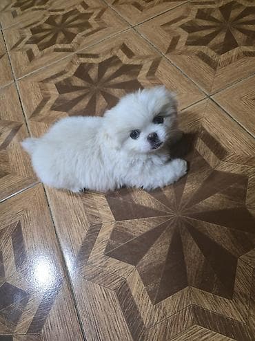 xaski satilir: Pekines, 2 ay, Dişi — 10