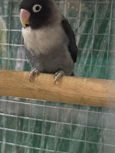 Quşlar: Məhsul: Sevgi quşları (Agapornis) Ünvan. 4 mkr dairəsi Təsvir: - — 4