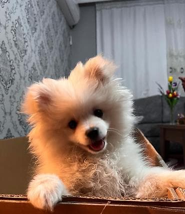 it yemi: Şpitz — 2