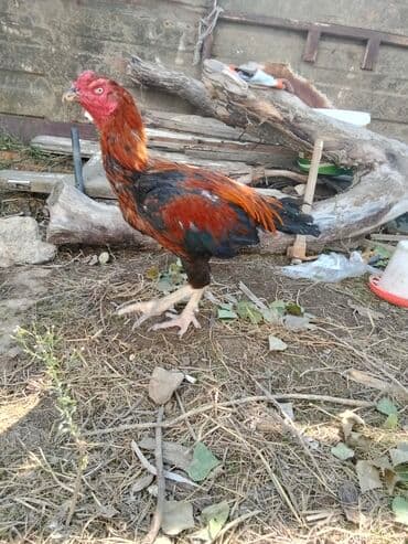 lal ordəklərin satışı: Xoruz, Heyratı, il: 1 — 4