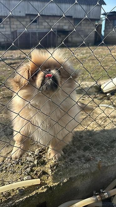 taxda qefes: Pekines, 10 ay, Erkek — 4