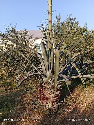 kala bitkisi: Aqava (Agave americana) – iri ölçülü dekorativ bitki - Nəhəng rozet — 6