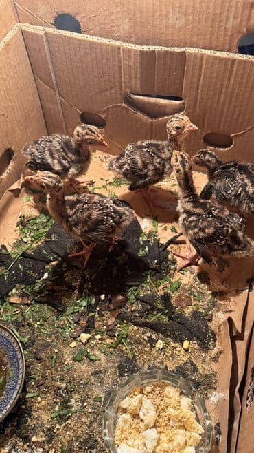 en cox yumurta veren toyuqlar: 5 dənə di 70 manat 1 hefdelik di — 3