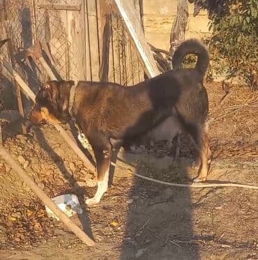 avcarka balası: Qurdbasar, Dişi — 6