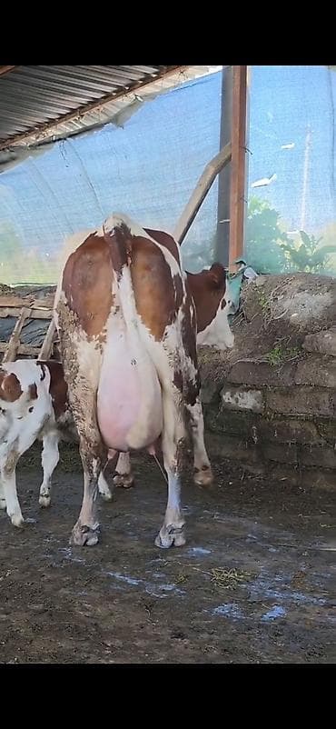 ineklər: Simental inek inci balasi erkək 4 gunluk bala ile 38.40 lt sudu var — 8