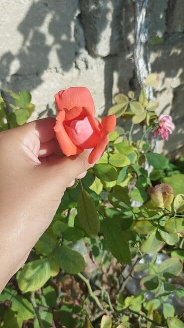 obyekt ucun torpaq: 15 sot, Mülkiyyətçi — 4