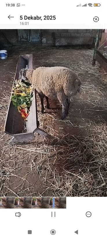 Коровы, быки: Qoyun – ətlik və damazlıq üçün - Sağlam, otlaq və tövlə şəraitinə — 1