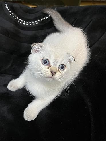 şotlan: Şotland yastı qulaq — 2