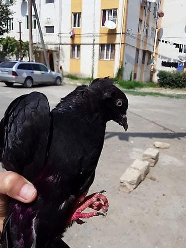 mor rəng: Qara rəngli bəzək göyərçini ERKƏK ENDİRİM VAR - Növ: bəzək məqsədli — 1