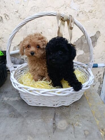 itlee: Pudel, 2 ay, Erkek — 1