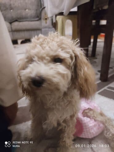 Собаки: Balaca, tüklü it üçün qırmızı svitşot - Rəng: parlaq qırmızı - — 3