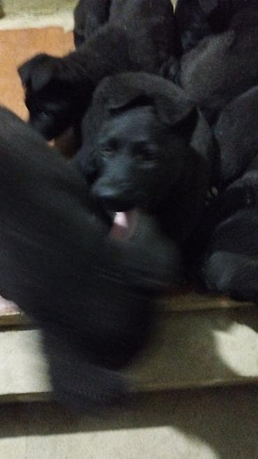 azerbaycanda it adlari: Восточные Авчарки три месяца отроду — 8