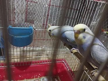 hunduşqa satışı: Rainbov rənglərində tutuquşu balaları satılır 2 sidə 2aylıqdır biri — 6