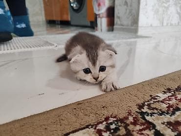 arpa qiyməti: Şotland yastı qulaq — 2