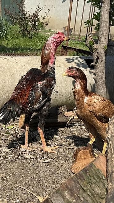 ucuz ev iti: Məhsul: Uzunboyun, sərt bədən quruluşlu erkək heyratı — 3