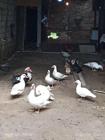 yaşılbaş ordək: 5Dişi 4erkəy Tam sağlam Ördəklərdi Hamsi bir yerdə 180manat — 2