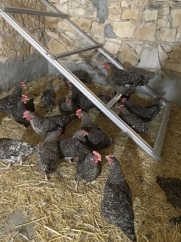 İçkilər: Salam temiz qan Xarkov mayali yumurtalari satilir say metudeti yoxdu — 2