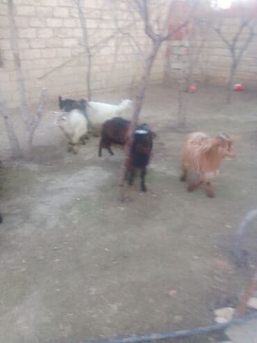 Atlar: Məhsul: Qoyun-keçi təsərrüfatı üçün keçilər (qarışıq sürü) Təsvir: - — 5