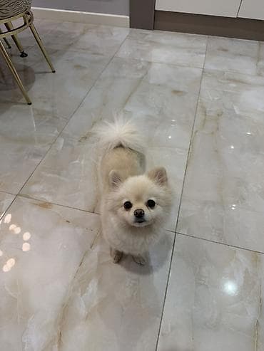 mini pomeranian qiymeti: Şpitz — 1