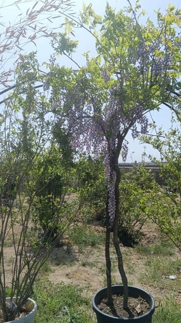 Gübrələr: Şitillər — 1