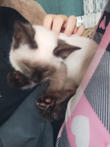 pişiklər: Siam, Dişi, Ünvandan götürmə — 13