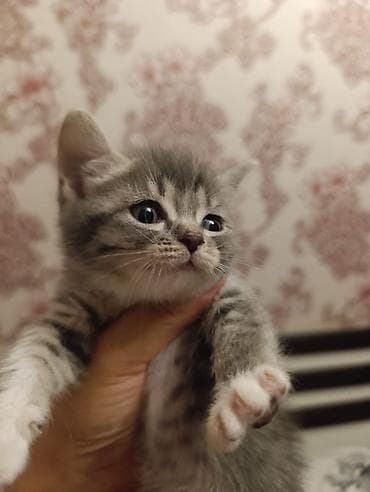 heyvan: 🐾 Sağlam və Gözəl Cins Pişik Balaları Satılır! 🐾 Evinizə sevinc — 6