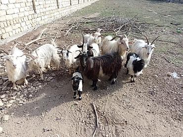 Salam.Bu gördüyünüz heyvanlar dostumdadır.sarılır. 2tane iki balalı 1i