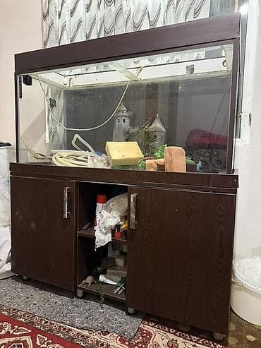 akvarium ve baliqlar: Tecili evden cixmalidi Skafile birge satilir Uzunlugu 120 Eni 47 — 1