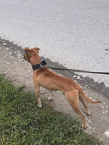 balaca dana: Pitbul, 1 il, Erkek — 8