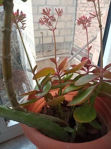 ev kaktusu: Otaq bitkiləri kolleksiyası – bir neçə növ bir yerdə. - — 1