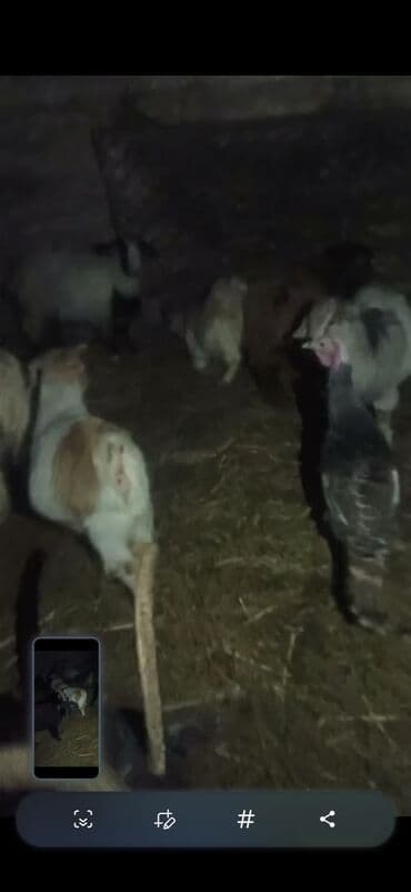 Akvariumlar: Qoyun-keçi sürüsü satılır - Növ: Keçi (erkək və dişi fərdlər görünür) — 4