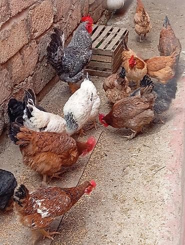 Sağlam kənd toyuqları satılır Qiymət 14 Azn