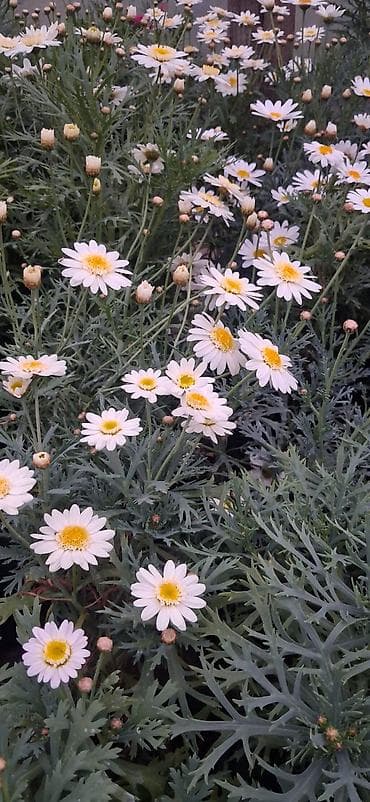atatürk çiçeyi: Margaritka (Argyranthemum frutescens) kolları – ağ və çəhrayı — 4