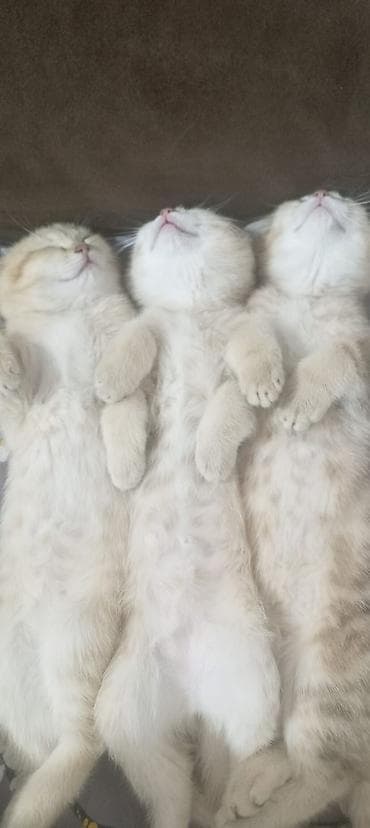 sort pişiklər: Britan — 3