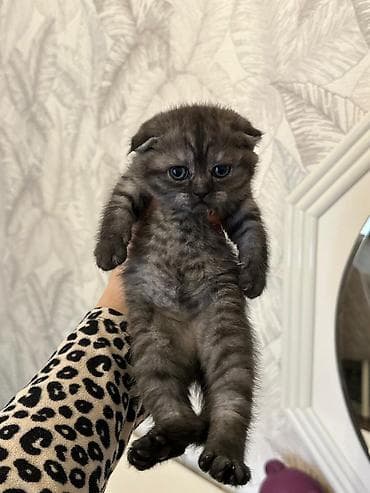 boz pişik: Şotland yastı qulaq — 3