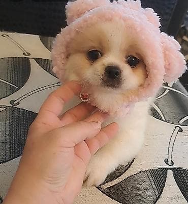 pekines itləri: Pekines, Erkek — 2