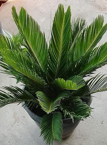 Sikas (Cycas revoluta) – dekorativ həmişəyaşıl palma tipli bitki — 2