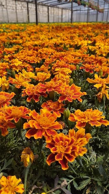 Təsvir: - Narıncı-qırmızı tonlarda, sıx ləçəkli fransız asterləri