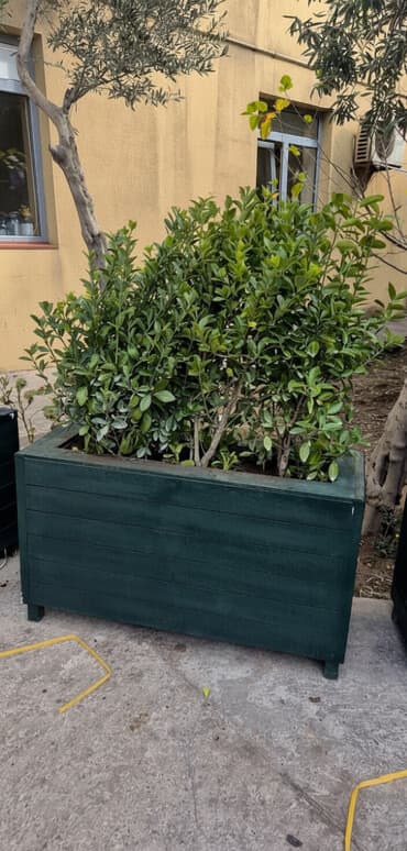 dəmir turbalar: Bitkili dipçəkləri satıram - 16 ədəd Hazır restoran kafelər üçün — 1